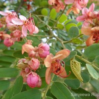 Cassia roxburghii DC.